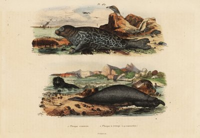 Foca-comum, Phoca vitulina 1 e elefante marinho do norte, Mirounga angustirostris 2 de Unbekannt