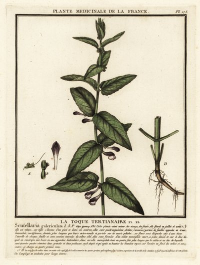 Skullcap comum, Scuttelaria galericulata. de Unbekannter Künstler