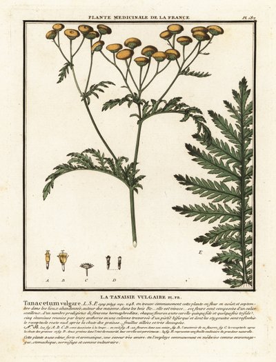 Tanacetum vulgare, Tanacetum vulgare, Tanacetum vulgare. de Unbekannter Künstler