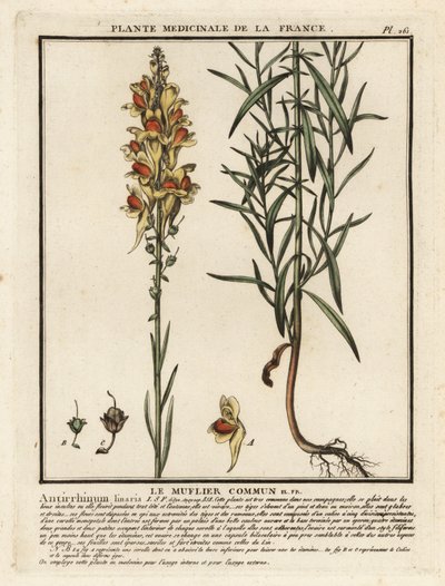 Common toadflax, Linaria vulgaris. de Unbekannter Künstler