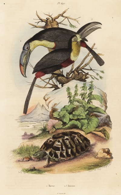 Tartaruga comum, Testudo graeca 1, tucano de peito sulfuroso, Ramphastos sulfuratus 2, e tucano de garganta branca, Ramphastos tucanus 3, Tortue, Toucans de Unbekannt