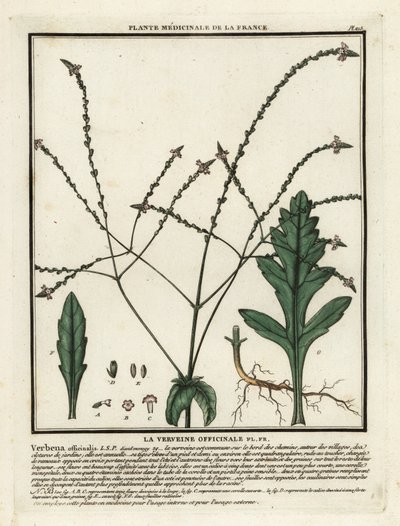 Verbena comum, Verbena officinalis. de Unbekannter Künstler