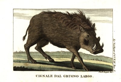 Javali comum, Phacochoerus africanus. De François Le Vaillant (Levaillant de Unbekannter Künstler