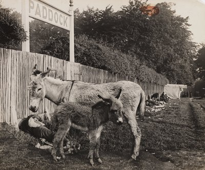 Composto por dois burros, c 1909 de Unbekannt