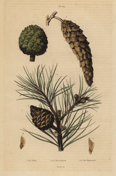 Cones de pinheiro-manso, Pinus pinea 1, pinheiro vermelho, Pinus resinosa 2-4, e pinheiro Weymouth, Pinus strobus 5,6 de Unbekannt
