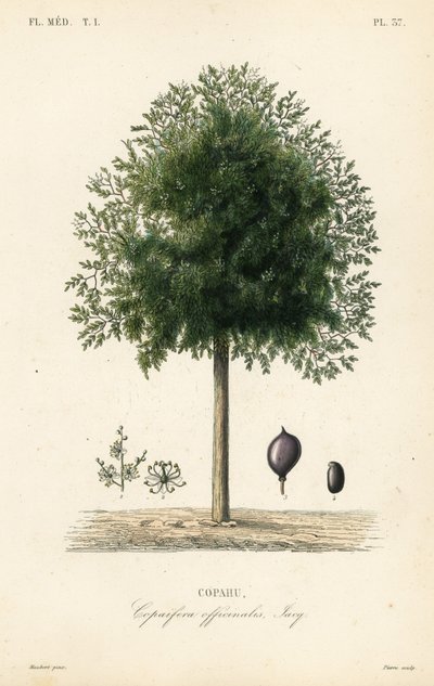 Copaiba tree, Copaifera officinalis, Copahu de Unbekannt