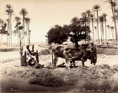 Colheita do milho no Egipto. de Unbekannter Künstler
