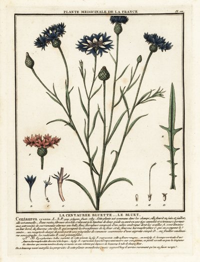 Cornflower, Cyanus segetum. de Unbekannter Künstler