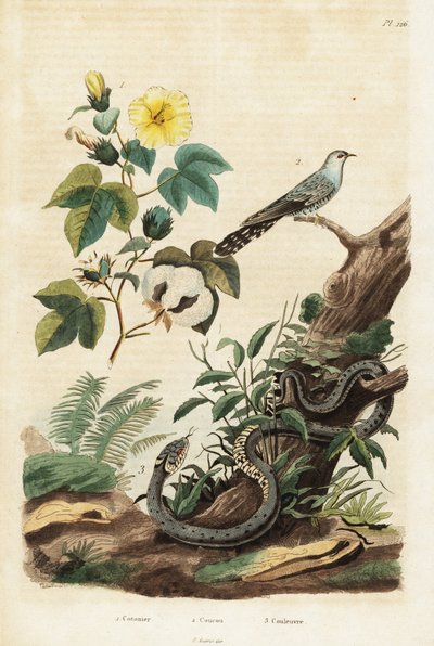 Algodão, cuco e cobra gramínea,1834-1839 (gravura) de Unbekannter Künstler