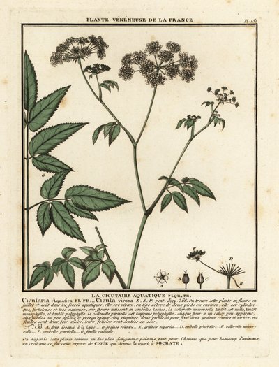 Cowbane, Cicuta virosa. de Unbekannter Künstler