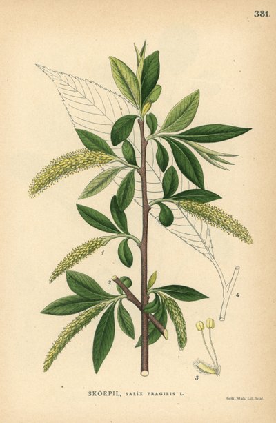 Salgueiro-das-rochas, Salix fragilis de Unbekannter Künstler