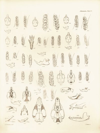 Gruas e dentes de vários tipos de roedores descritos por Charles Darwin durante a sua viagem de exploração a bordo do Beagle. Placa de "The Zoology of the voyage of H.M.S. Beagle under the command of Captain Fitzroy during the years 1832 to 1836 edited and de Unbekannter Künstler