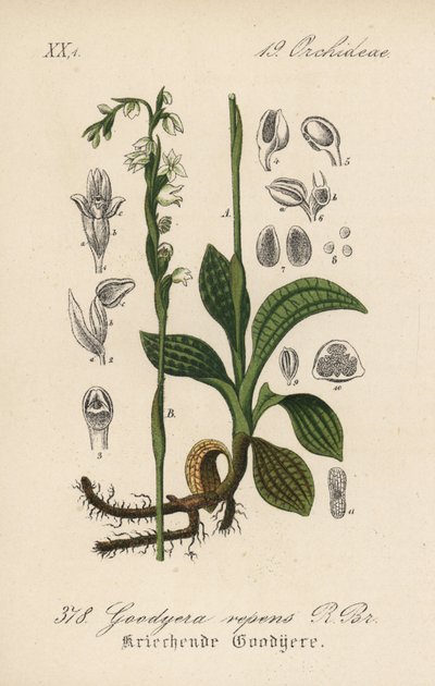 Goodyere rastejante - Goodyera repens. Litografia colorida à mão da Flora alemã (Flora von Deutschland) de Diederich von Schlechtendal, Jena de Unbekannter Künstler