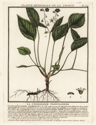 Mamífero rastejante, Omphalodes verna. de Unbekannter Künstler