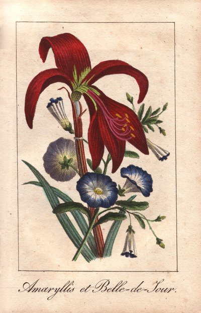 Amaryllis carmesim e glória-da-manhã anã, Hippeastrum e Convolvulus tricolor de Unbekannter Künstler