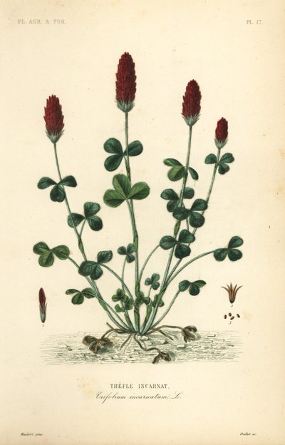 Trevo carmesim ou trevo italiano, Trifolium incarnatum, Trefle incarnat de Unbekannt