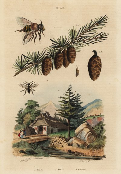 Abelha cuco, Melecta albifrons 1, larício europeu, Larix decidua 2, e melipona sem ferrão, Melipona favosa 3 de Unbekannt
