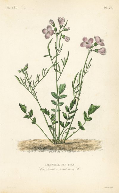 Cuckooflower, Cardamine pratensis, Cardamine des pres de Unbekannt