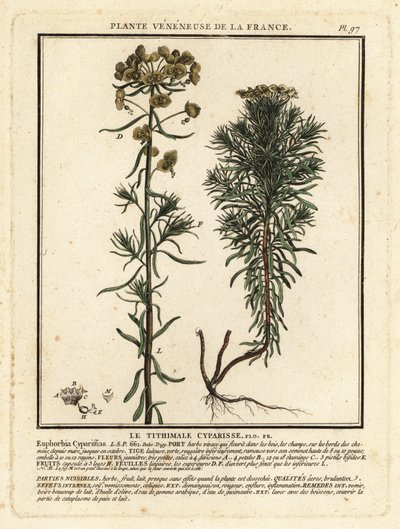 Spurge cipreste, Euphorbia cyparissias. de Unbekannter Künstler