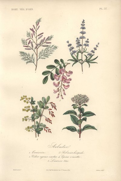 Estampa botânica decorativa com tamarindo, alfarrobeira, árvore casta, bérberis e viburno de Unbekannter Künstler