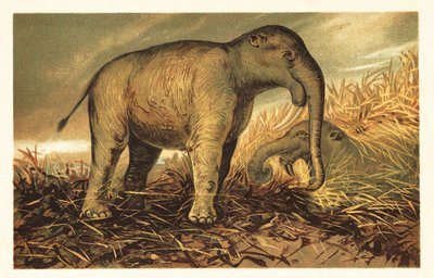 Deinotherium giganteum, grande parente pré-histórico do moderno-dia1908 (litografia) de Unbekannter Künstler