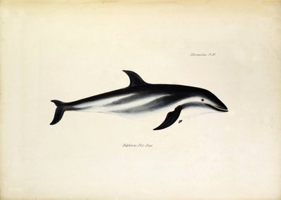 Delphinus Fitz-Royi Golfinho preto ou Fitzroy, segundo o nome do capitão Robert Fitzroy do Beagle. Placa de "The zoology of the voyage of H.M.S. Beagle. described by John Gould, with notice of their habits by Charles Darwin de Unbekannter Künstler