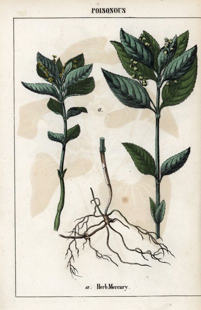Descrição da planta anual mercuriale, flores, frutos e raízes. de Unbekannter Künstler