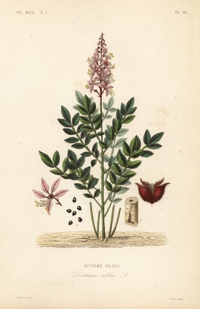 Dittany, Dictamnus albus, Dictame blanc de Unbekannt