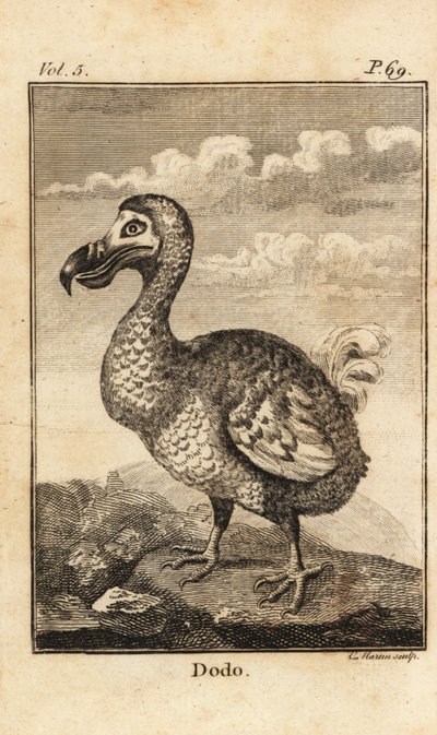Dodô, Raphus cucullatus, ave extinta de Unbekannt