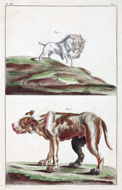 Cães de Unbekannt
