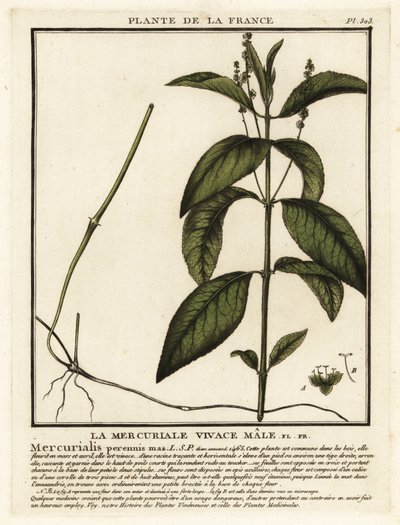 Mercúrio de cão, Mercurialis perennis. de Unbekannter Künstler