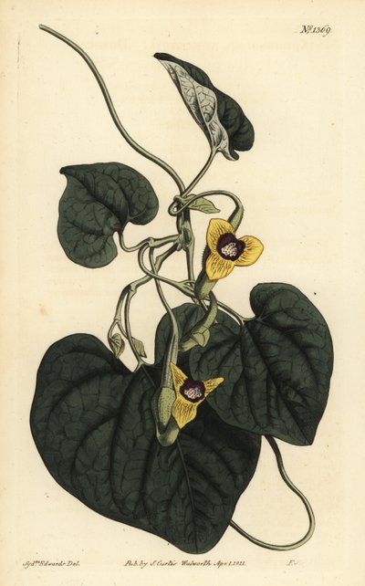 Downy deixou erva, Aristolochia tomentosa de Unbekannt