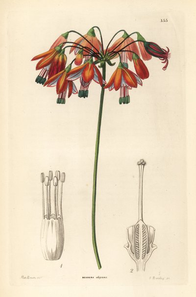 Gota de coral ou coral do México - Gotas de coral ou bessera elegante, Bessera elegans. Gravura em chapa de cobre colorida à mão por G. Barclay, segundo Miss Sarah Drake, de John Lindley and Robert Sweet