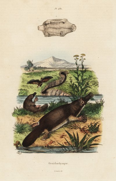 Ornithorhynchus anatinus, ornithorhynchus anatinus de Unbekannt