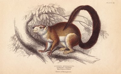 Esquilo de Duvaucels, Sciurus hypoleucus. Esquilo gigante indiano De um exemplar do Museu Príncipe Maximiliano de Wied-Neuwied. Gravura em metal aço colorida à mão por Lizars a partir de uma ilustração de Charles Hamilton Smith do Naturalist
