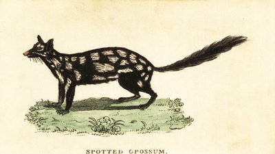 quoll oriental, guaxinim Dasyurus. ,1800 (gravura) de Unbekannter Künstler