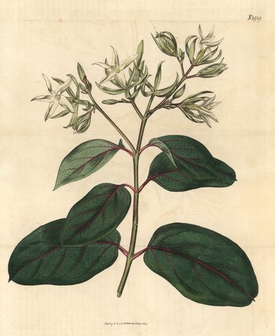 Echite - Kamettia caryophyllata (Echites caryophyllata). Gravura botânica colorida à mão da Curtis