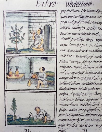 Plantas comestíveis, página do Livro XI do Codex Florentino, versão bilíngue em espanhol e Nahuatl, História Geral das Coisas da Nova Espanha, do missionário espanhol Fray Bernardino de Sahagun (1499-1590). A civilização asteca de William M. Timlin