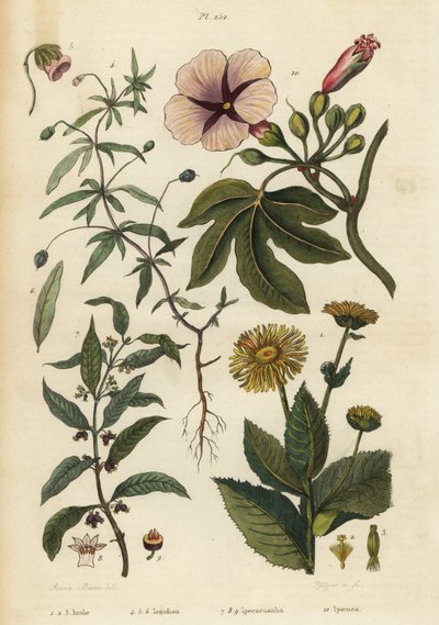Elecampane, Inula helenium 1-3, violeta verde, Hybanthus species Ionidium polygalifolium 4-6, ipecacuanha, Carapichea ipecacuanha 7-9, e morning glory, Ipomoea insignis 10 de Unbekannt