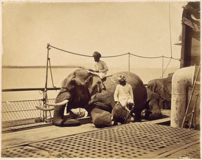 Elefante no convés de um navio, Penang, Malaia de Unbekannt
