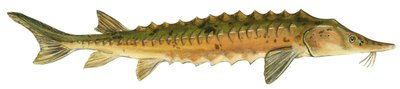 Esturjão do lago (Acipenser fulvescens) de Unbekannter Künstler