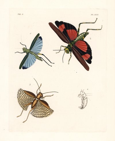 Gafanhoto Eupropacris coeruleus 1, Chromacris miles 2, e Gryllacris tessellata 3. Litografia colorida à mão da nova edição de John O. Westwood de "Illustrations of Exotic Entomology" de Dru Drury, Bohn, Londres de Unbekannter Künstler