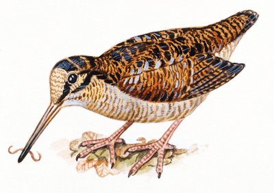 Galinhola Eurasiática, Scopolax rusticola de Unbekannt