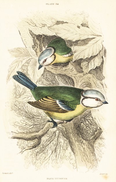 Mama azul eurasiática, Cyanistes caeruleus.1889 (gravura) de Unbekannter Künstler