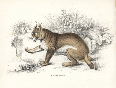 Lince da Eurásia, Lynx lynx (Felis lynx). Litografia colorida à mão da Galeria de História Natural de Georg Friedrich Treitschke, Naturhistorischer Bildersaal des Thierreiches, Liepzig-1842. de Unbekannter Künstler