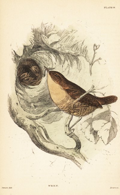 Carriça euro-asiática, troglodytes troglodytes.1889 (gravura) de Unbekannter Künstler