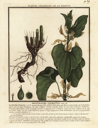 Aristolochia clematitis, aristolochia clematitis europeia. de Unbekannter Künstler