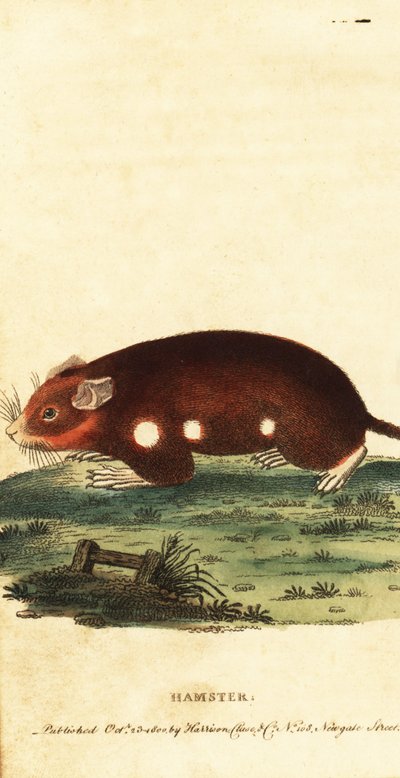 Hamster europeu, Cricetus cricetus. Criticamente em perigo. ,1800 (gravura) de Unbekannter Künstler