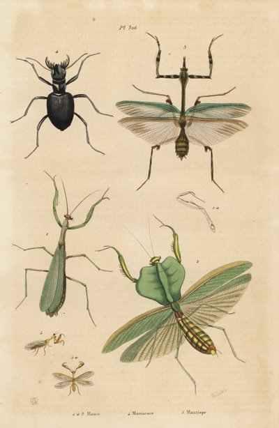 Mantis europeu, Mantis religiosa 1, mantis foliar, Choeradodis rhomboidea 2, besouro tigre, Manticora latipennis 3, mantidfly, Mantispa styriaca 4 de Unbekannt