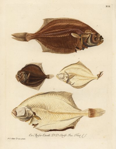 Solha europeia, Pleuronectes platessa 1,2 e rodovalho, Scophthalmus rhombus 3,4. Um pregado ou uma dobra do lado direito, Platessa, do lado esquerdo, Plaid ou rhombus do lado esquerdo, solha pequena do lado mem. Gravura em chapa de cobre colorida à mão, ob de Unbekannter Künstler